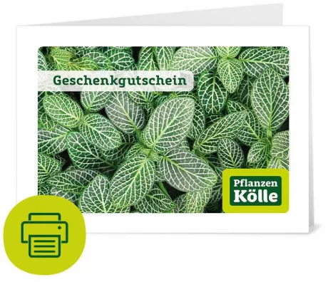 Geschenkgutschein zum Ausdrucken 'Grünpflanze' | Pflanzen-Kölle