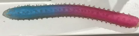 Knautschwurm