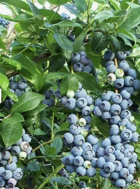 ein Blaubeerbaum für unsere über alles Blaubeeren liebende Naschkatze